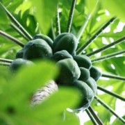 Green Papaya