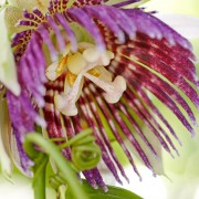 Passionflower