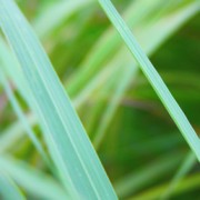 Lemongrass