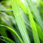 Ngi Grass