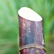 Cane Sugar